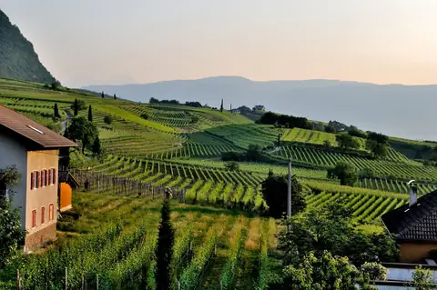 The Best UK Vineyards for Your Next Staycation